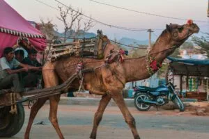 AMAZING TRIP TO INDIA: EXPLORE THE MAJESTY OF INCREDIBLE INDIA 21