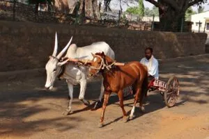 AMAZING TRIP TO INDIA: EXPLORE THE MAJESTY OF INCREDIBLE INDIA 23