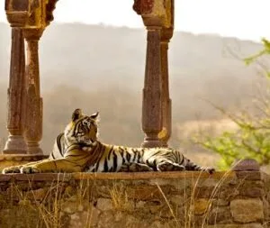 AMAZING TRIP TO INDIA: EXPLORE THE MAJESTY OF INCREDIBLE INDIA 91