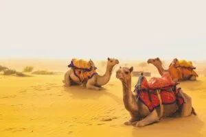 AMAZING TRIP TO INDIA: EXPLORE THE MAJESTY OF INCREDIBLE INDIA 53