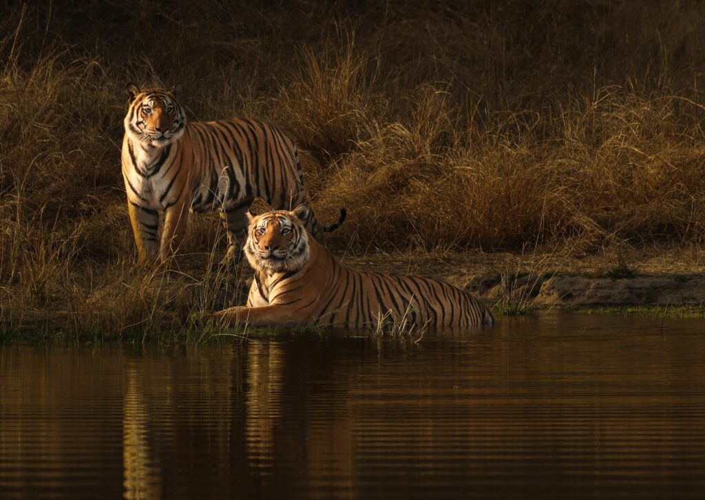 Beautiful landscape and wildlife at a waterhole in Bandhavgarh National Park, part of a 7-day Central India safari.