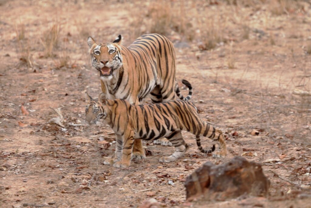 A Bengal tiger walks through the dry grasslands of Bandhavgarh National Park during a jeep safari in Central India.