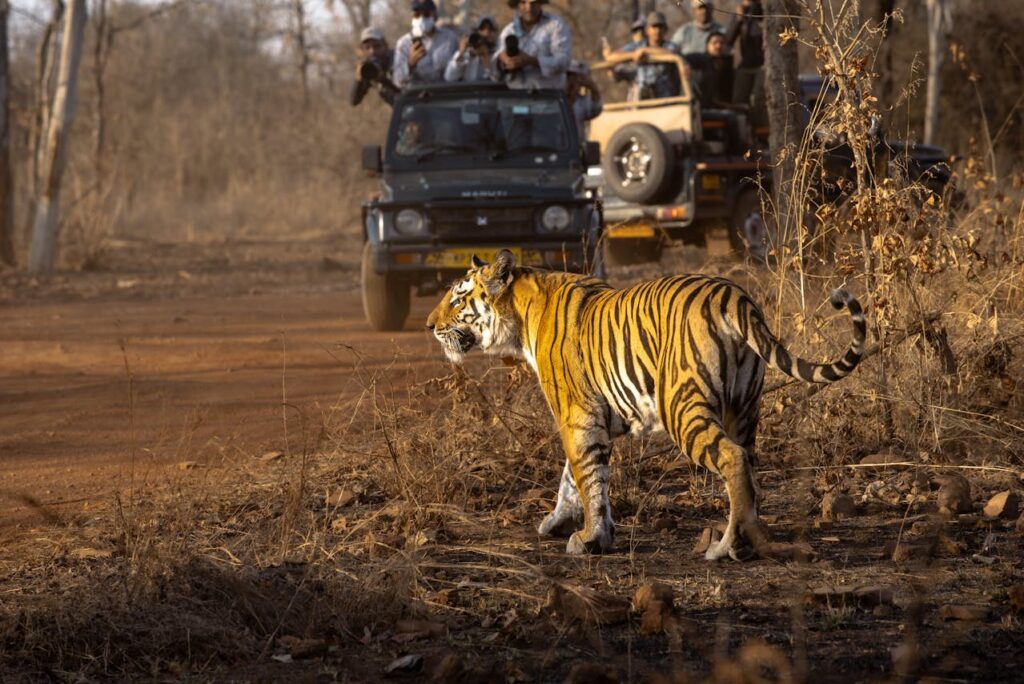 Jeep safari in Kanha National Park during a 7-day Khajuraho, Bandhavgarh, and Kanha tiger tour.
