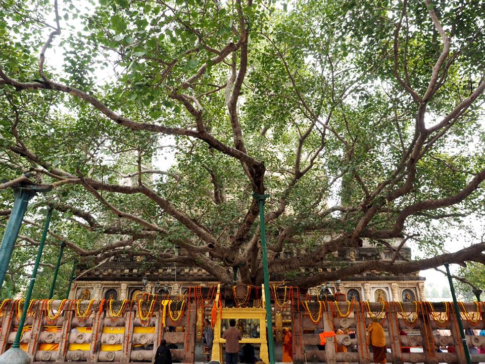 Devotees meditating and offering prayers under the sacred Bodhi Tree in Bodhgaya