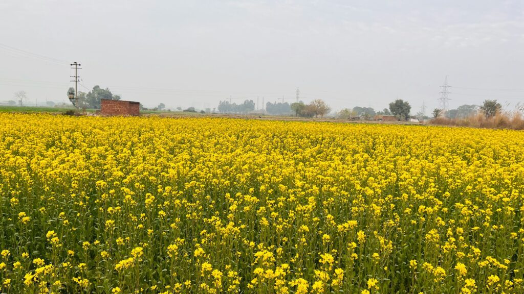 Punjabi village experience tour from Amritsar