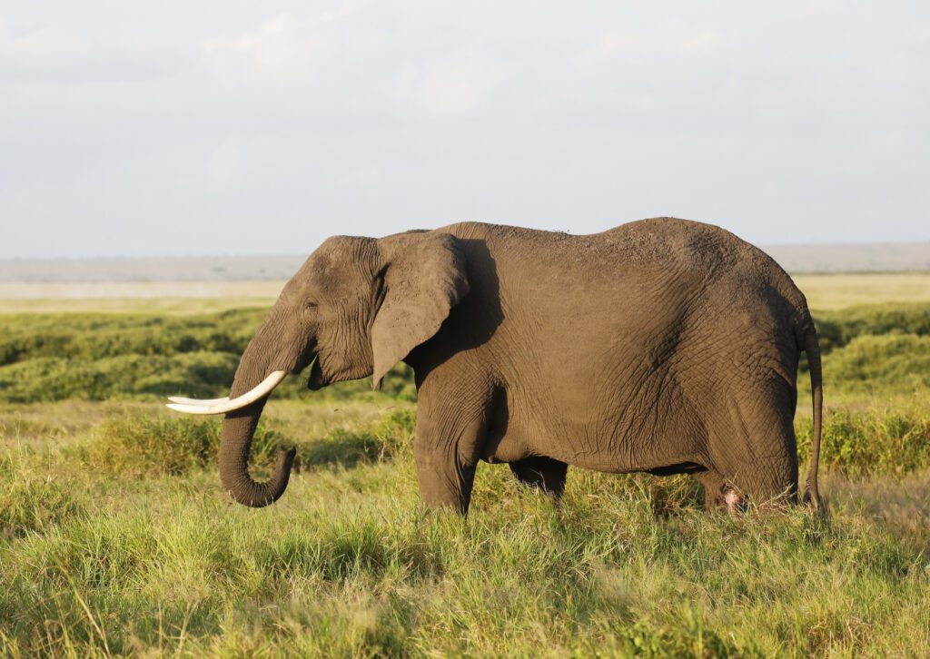Wild elephant spotted on a jeep safari through Periyar National Park, Thekkady, during a 9-day Kerala trip.