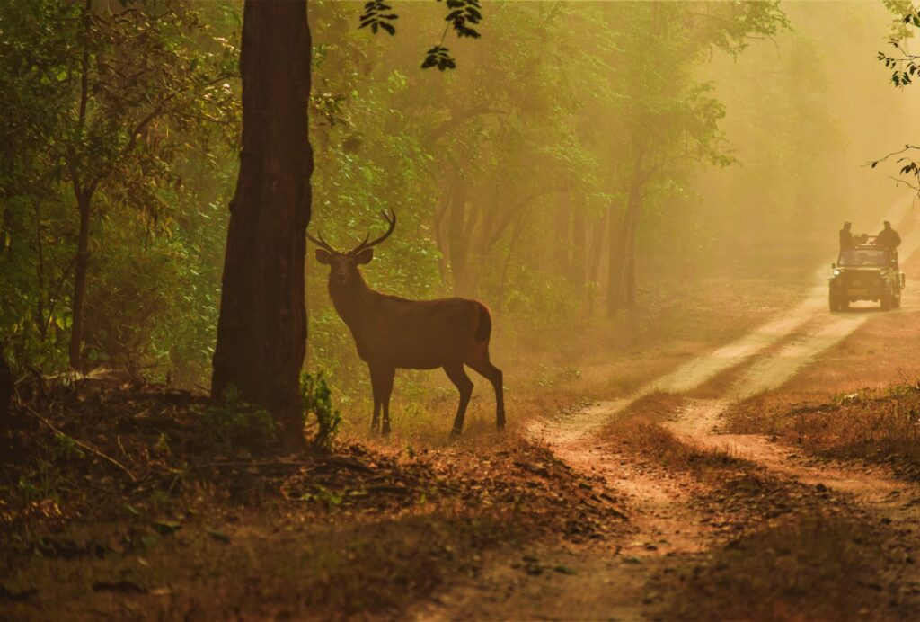 Beautiful landscape and wildlife at Kanha National Park, part of a 7-day Central India safari.