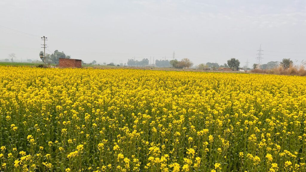 Authentic Amritsar village tour experience with farm field visits and local Punjabi culture.