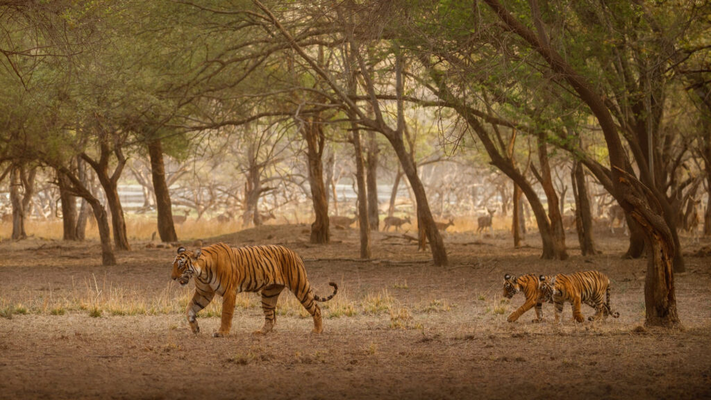 A Bengal tiger walking through the grasslands of Jim Corbett National Park, Uttarakhand