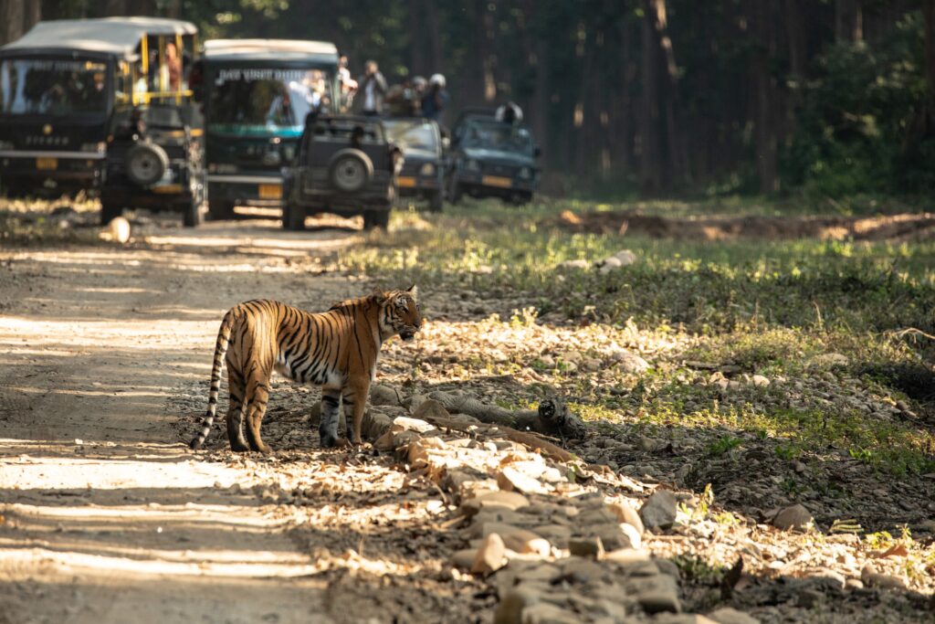 Bengal tiger crossing road during a safari in Jim Corbett National Park