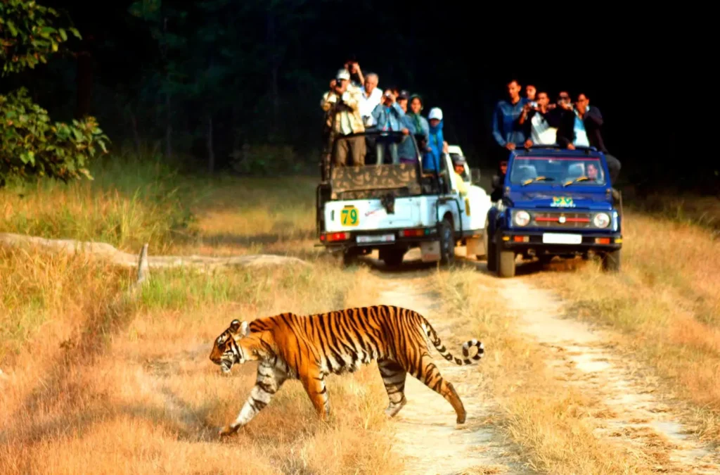 Thrilling jeep safari in Jim Corbett National Park searching for Bengal tigers.
