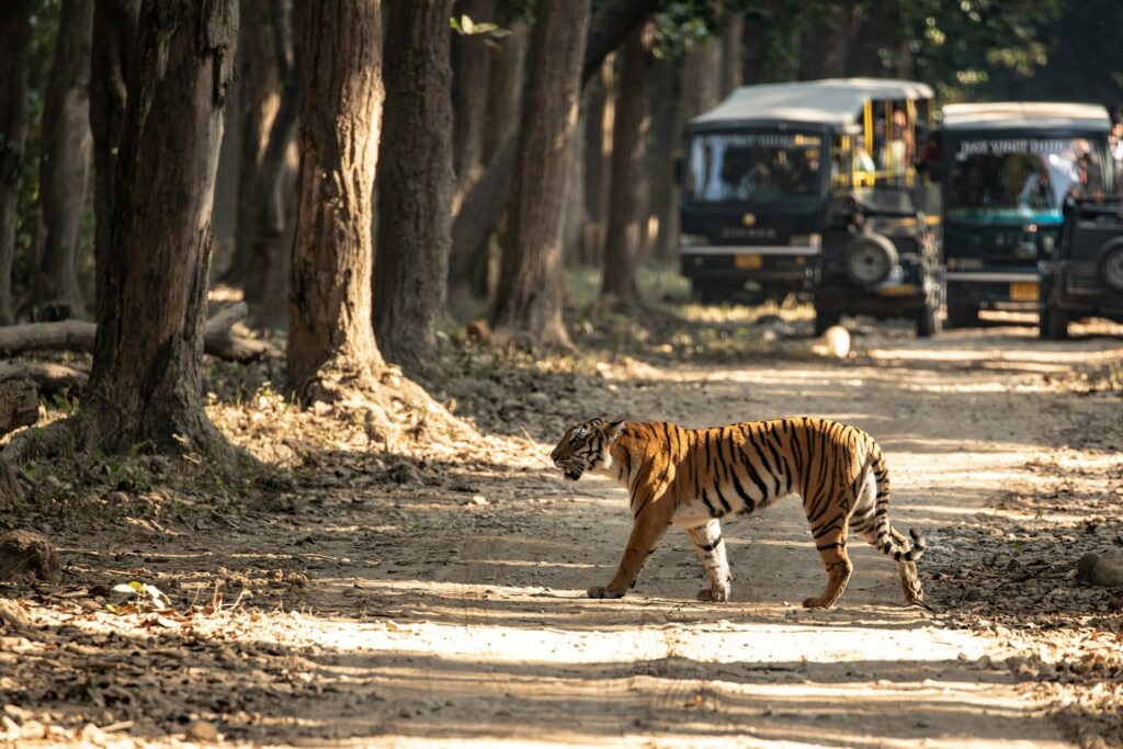 Thrilling jungle safari in Jim Corbett National Park, a key excursion on combined Nainital-Jim Corbett tour packages.