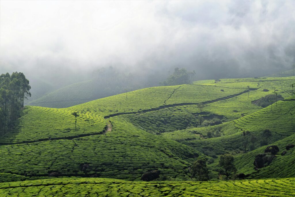A group of students on an educational tour learning about tea processing at a plantation in Munnar, Kerala.