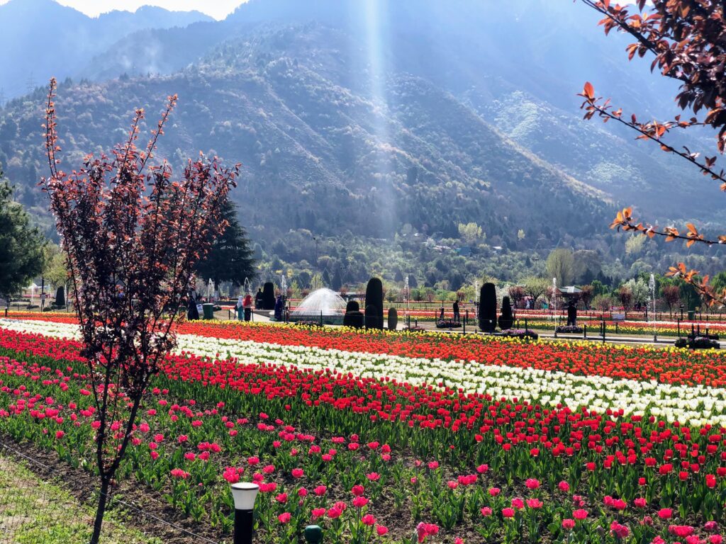 Vibrant tulip garden in full bloom during spring in Srinagar, Kashmir travel season guide