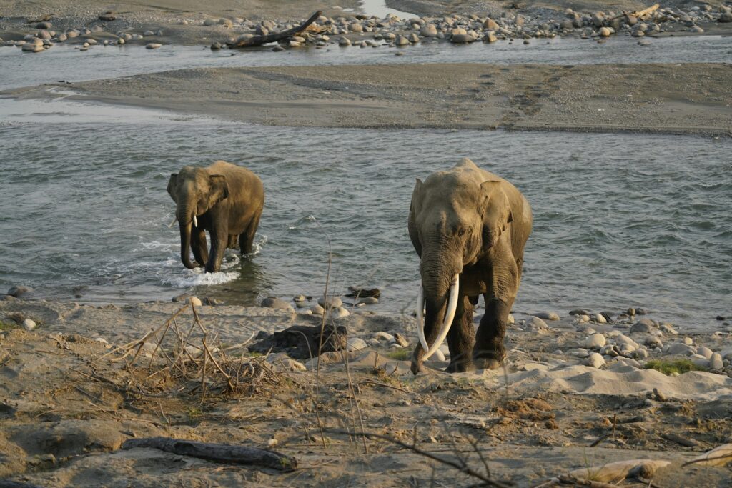Herd of wild Asian elephants near a river in Jim Corbett National Park