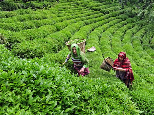 Guided tea garden walk included in Kausani tour packages, Himalayan foothills backdrop