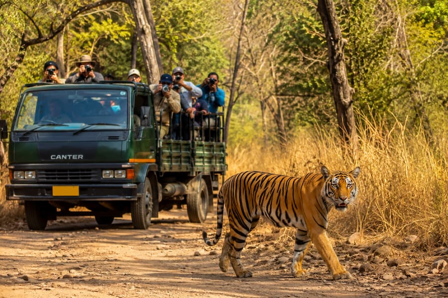 Canter safari vehicle exploring the wilderness of Ranthambore National Park