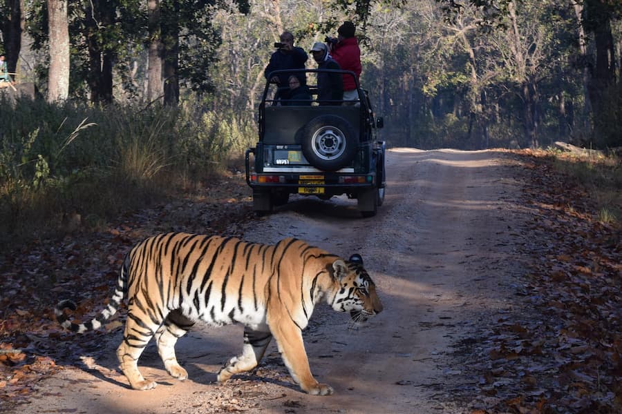 Royal Bengal Tiger spotted on a Gypsy jeep safari in Ranthambore National Park
