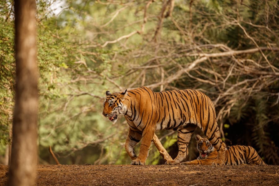 Royal Bengal Tiger spotted on a jeep safari at Ranthambore National Park, Rajasthan