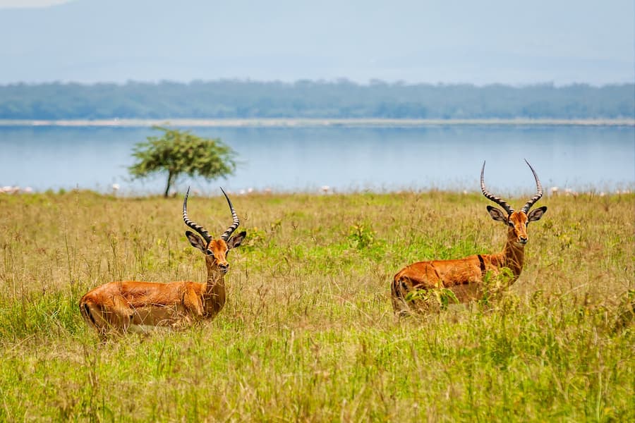 Wildlife at Van Vihar National Park, a zoological park within Bhopal city limits