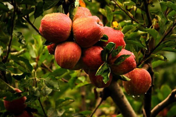 Red apples on the trees of an apple orchard in Manali, Himachal Pradesh