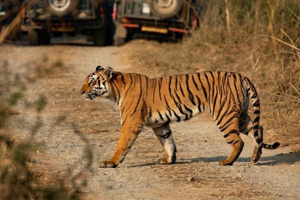 Jeep safari in Jim Corbett National Park, Uttarakhand, India