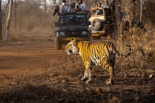 Varanasi Khajuraho Agra tour: Jeep safari in Panna National Park near Khajuraho