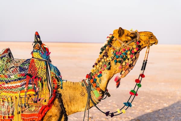 Camel safari on the Thar Desert sand dunes in Rajasthan, India