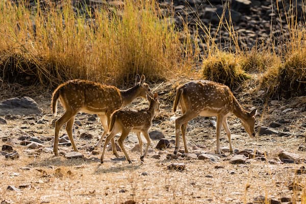 Sambar deer at a lake on a Ranthambore wildlife safari
